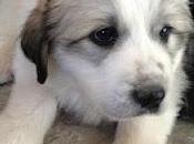 with Great Pyreneeses