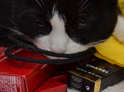 Wordless Wednesday Chloe