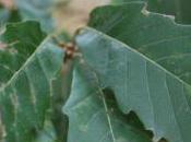 Plant Week: Quercus Canariensis
