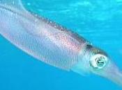 Featured Animal: Squid