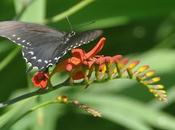 Crocosmia Swallowtail