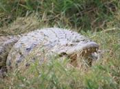 DAILY PHOTO: Shut Your Mouth, Croc