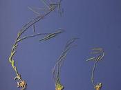 Plants Rocks: South Pass Rockcress, Granite