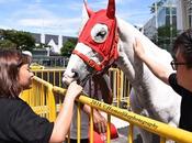 Public Exposure Lifestyle Around Horse Racing Emirates Singapore Derby Roadshow
