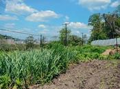 Hazelwood Urban Farms Season Essay