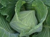 Cabbage "January King", Friends