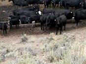 Agencies Fail Identify, Track, Penalize, Deter Unauthorized Livestock Grazing Public Lands According Report