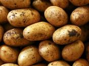 Lose Weight Only Potatoes?