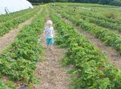 Stranded Strawberry Fields