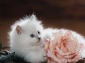 Truth Consistantly Prevails!