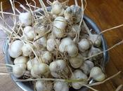 Garlic Harvest