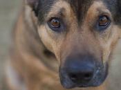 Discover Secrets Your #dog's #DNA with #RoyalCanin Genetic Health Analysis #GHA