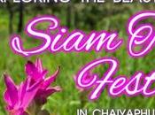 Exploring Beauty Siam Tulip Festival