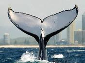 Whale Tale Australia’s Gold Coast