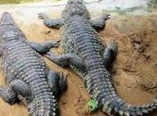 African Slender-snouted Crocodiles Ahmebadad