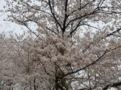 Reasons Visit Seoul Spring