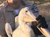 Officer Rescues Pelican!
