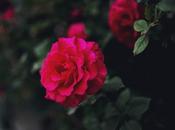 Home Sweet Rose Bush