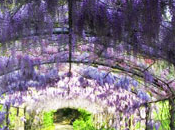 Wisteria BLVD Fragrance