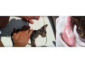 Italian Sailor Uses Mouth-to-mouth Revive Kitten!