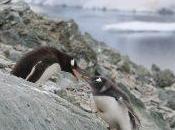 Notes About Basecamp Ortelius, Oceanwide Expeditions Antarctica Trip