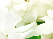 White Gardenia Fragrance