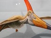 PTEROSAURS: Flight Dinosaurs Natural History Museum Angeles