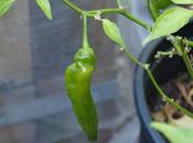 Chilli Update