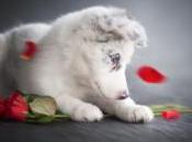 Caulbearer Connections