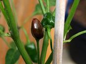"Challock Chilli" Update
