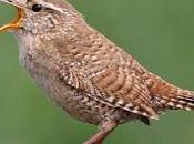 Northern Bird Found More Resilient Winter Weather