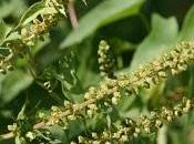 Fever from Ragweed Pollen Could Double Climate Change