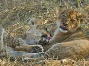 Botswana Playful Lion Cubs