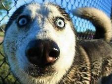 Dogs That Have Crazy Eyes