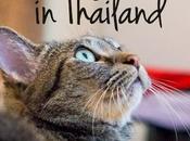Downs Owning Pets Thailand