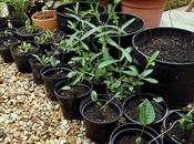 Plans Perennials