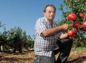 Numerous Mitzvos Like Seeds Seedless Pomegranate