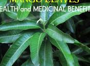 Health Medicinal Benefits Uses) Mango Leaves