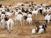 Google Turns Googlle Goat Employees