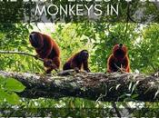 Best Places Monkeys Central America