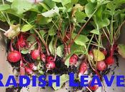 Radish Leaves Health, Medicinal Nutritional Benefits