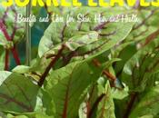 Sorrel Leaves Benefits Uses Skin, Hair Health