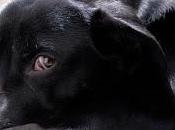 #NationalBlackDogDay #October Educates About #BlackDogSyndrome