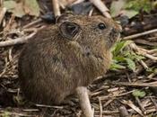 Pica; Rare Pika Sikkim Cleanest State Country