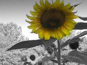 Spurgeon Difficult Hebrews Verse