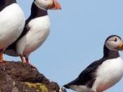 Views Wanted Cross-boundary Protection Areas Marine Birds