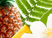 Pineapple Jasmine Fragrance