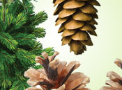 Pine Forest Fragrance