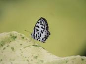 DAILY PHOTO: Black White Butterfly… Color