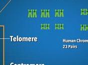 Telomere Length: Biomarker Health